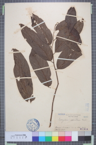 Specimen thumbnail